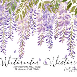 Watercolor Wisteria Clipart, PNG, floral arrangements, borders, spring flower