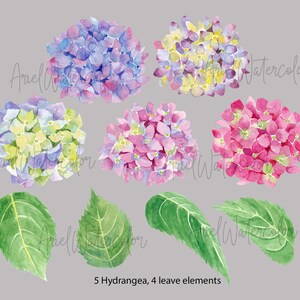 Op de afbeelding: Vijf aquarel illustraties van hortensia bloemen in tinten roze, blauw en geel. Vier groene bladeren zijn ook inbegrepen.
