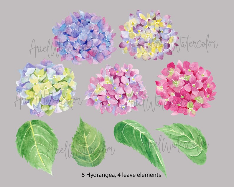 Op de afbeelding: Vijf aquarel illustraties van hortensia bloemen in tinten roze, blauw en geel. Vier groene bladeren zijn ook inbegrepen.
