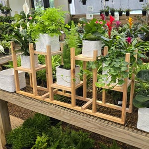 May include: A wooden plant stand displays various potted plants in a greenhouse setting. The stand has multiple levels, holding white textured square pots with green foliage. The plants include ferns, ivy, and flowering varieties, creating a vibrant display.