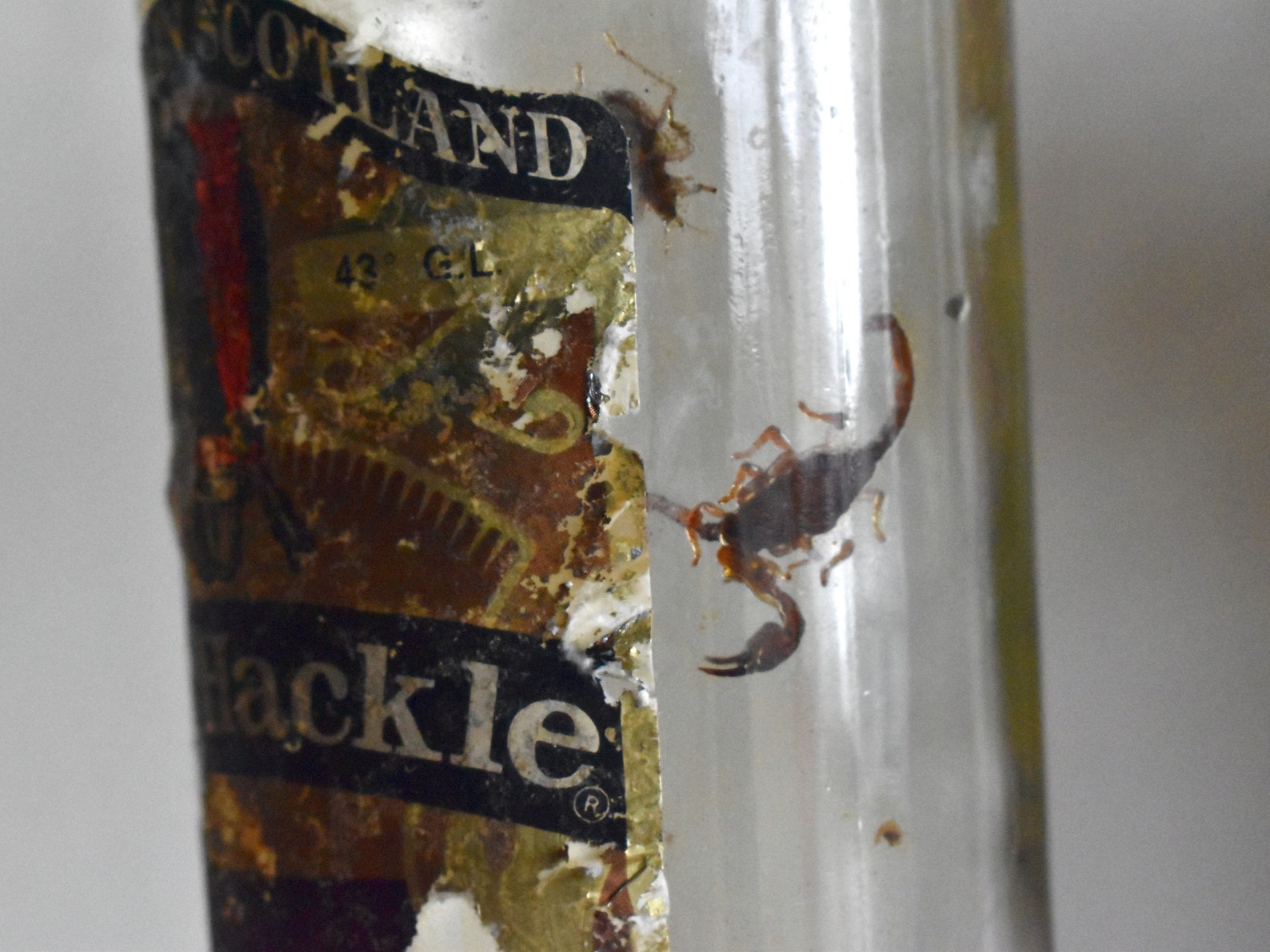 Real Scorpion in a Bottle Vintage Whiskey Bottle With | Etsy