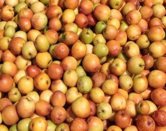 Jujube Tree Etsy