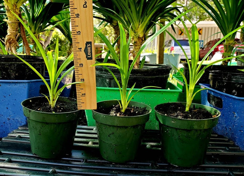 Pandan plant for starter. Sorry we cannot ship to CA Etsy
