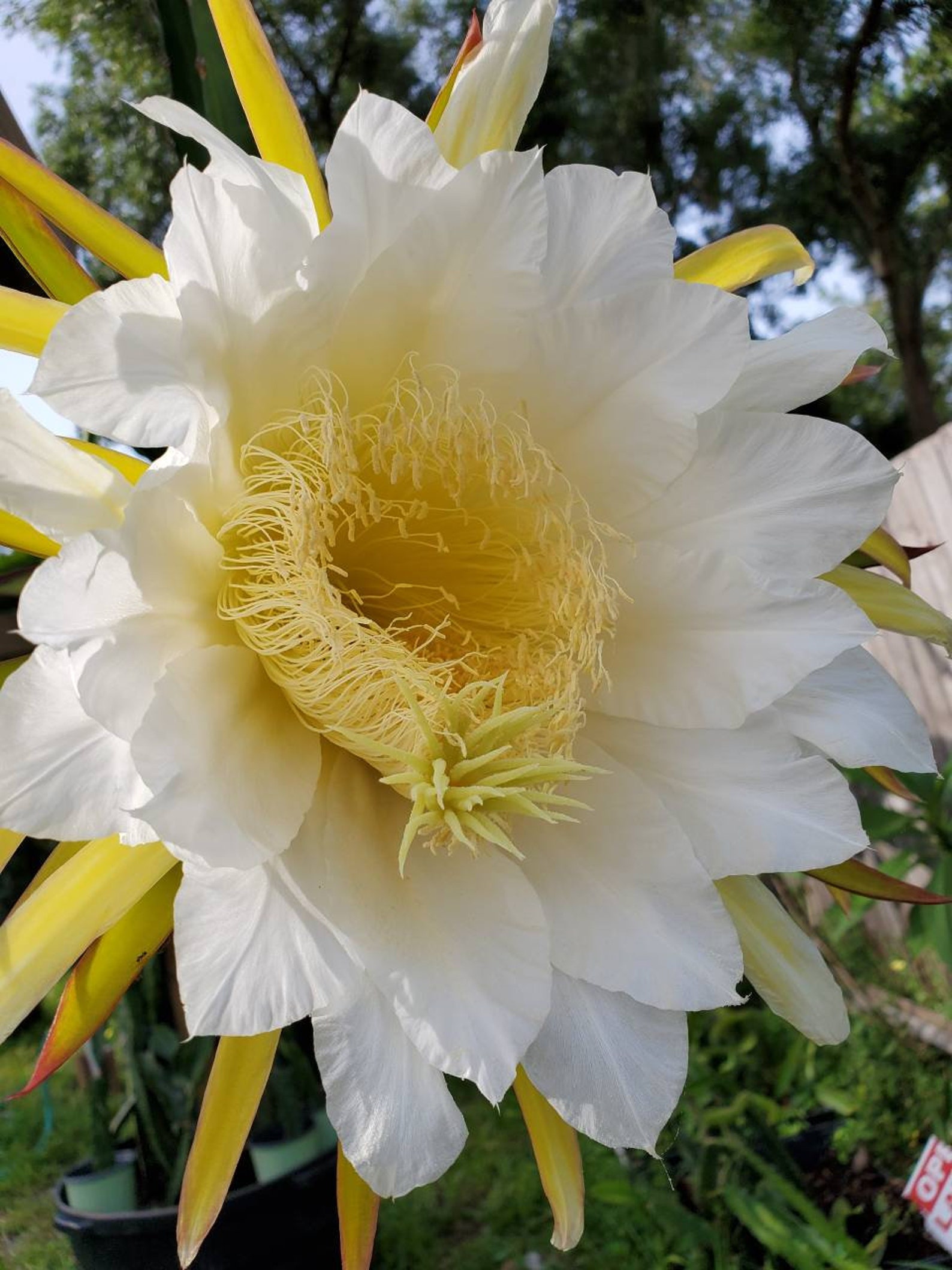 Rooted White Dragon Fruit Plant We Donot Ship to CA Etsy