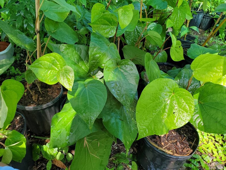 Betel leaf plant Piper Betle vineBarui Bai Phu. We cannot