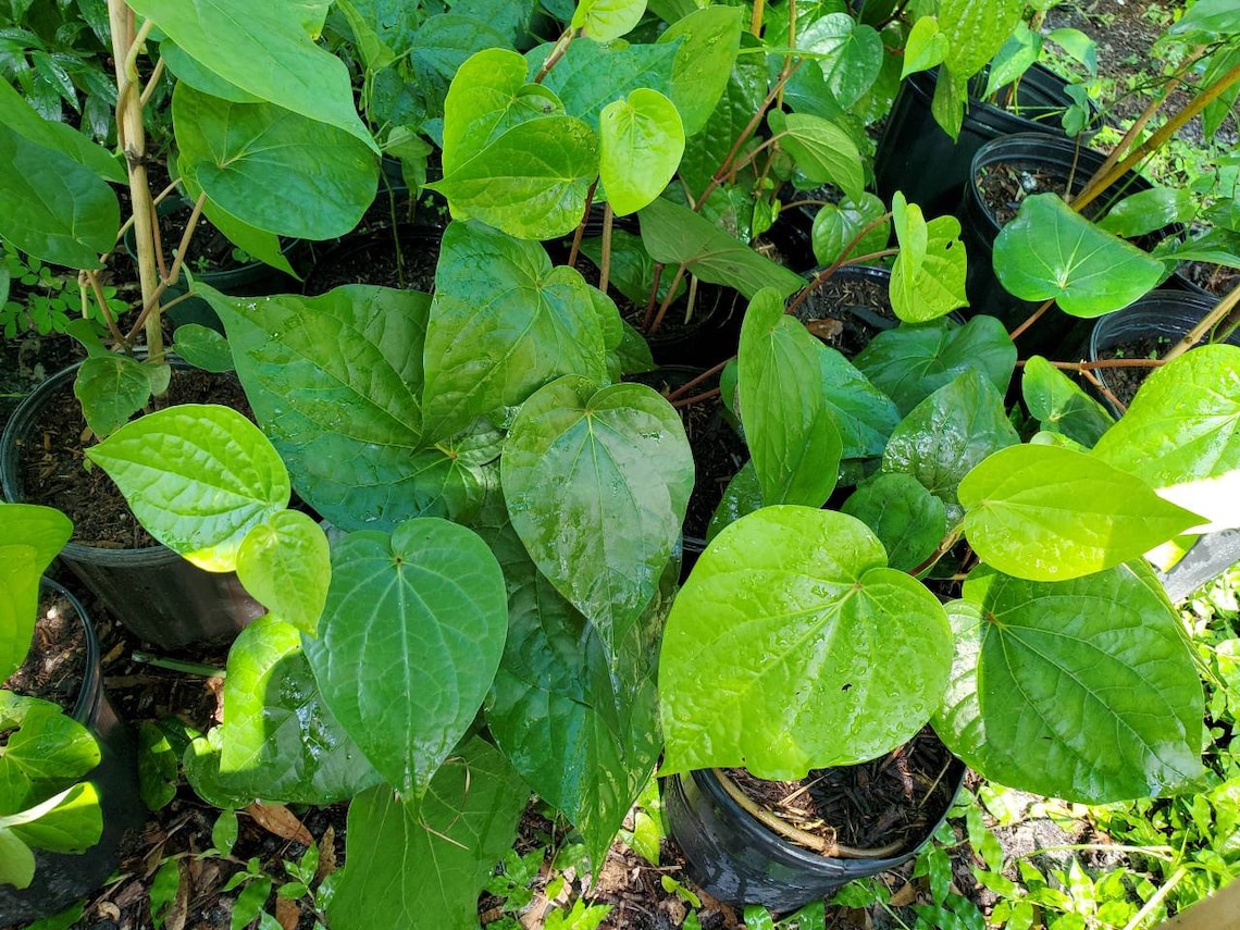 Betel leaf plant Piper Betle vineBarui Bai Phu. We cannot Etsy