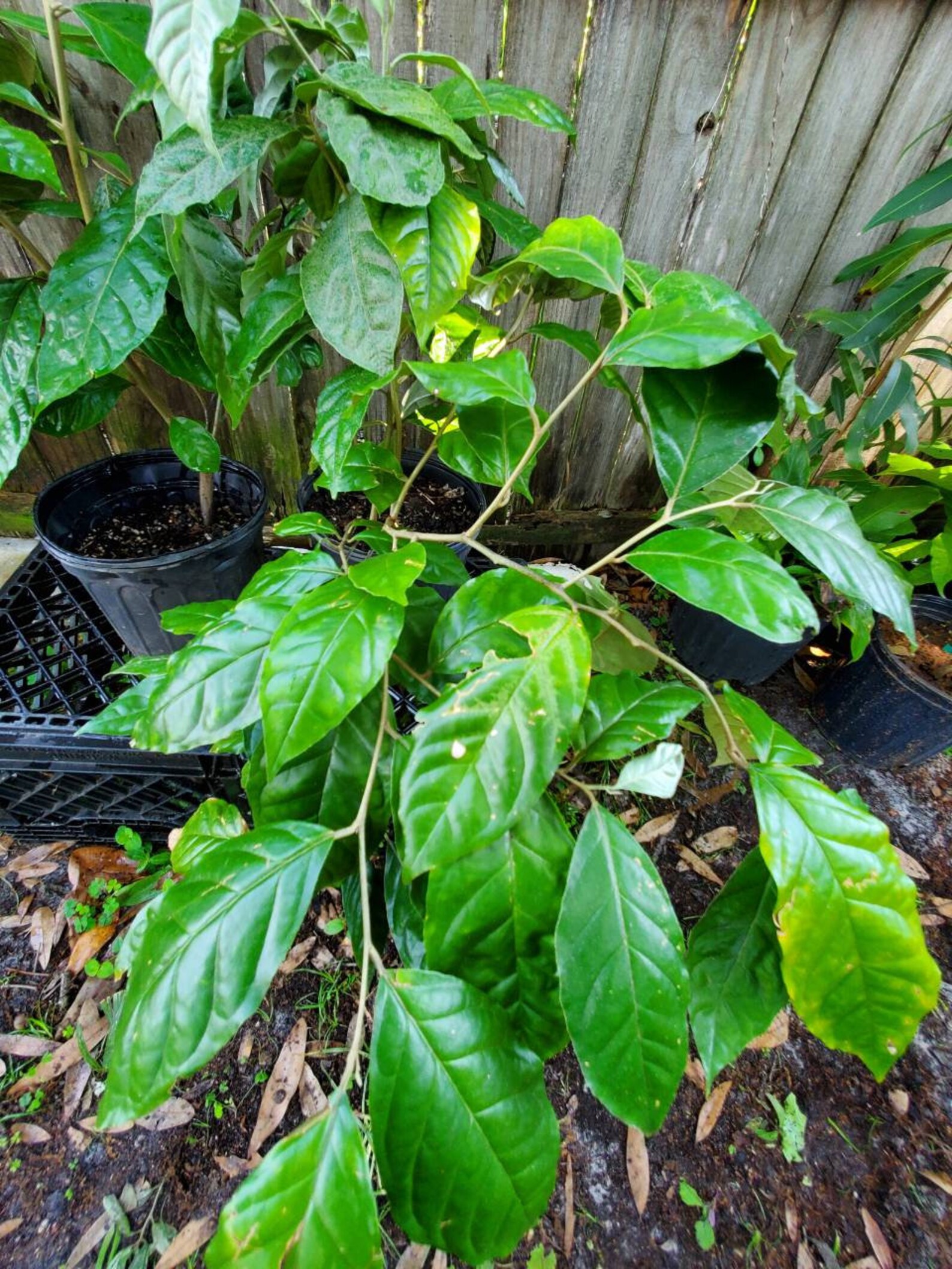 Elaeagnus Latifolia Plant Bastard Oleaster Sohsang. We Ship Etsy