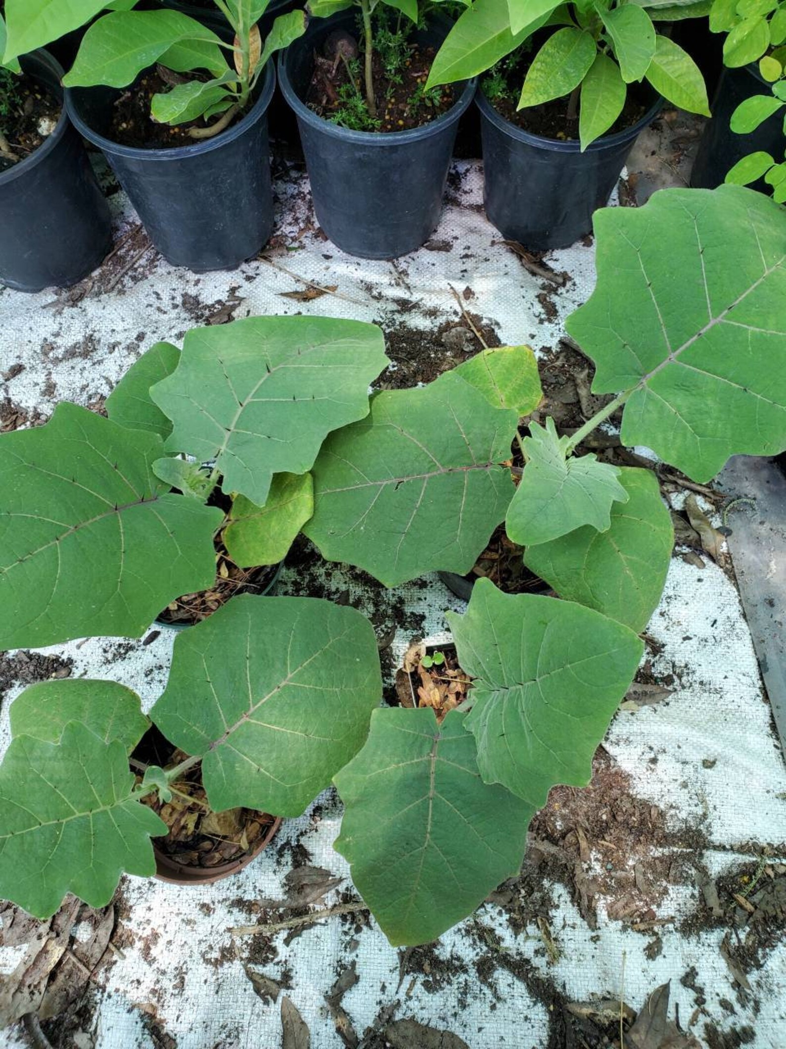 Hairy Fruited Eggplant Plant Etsy