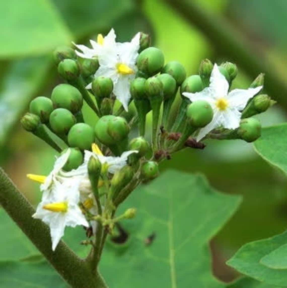 Thai Pea Eggplant Plant 6 tall makhuea trob sruoy We Etsy