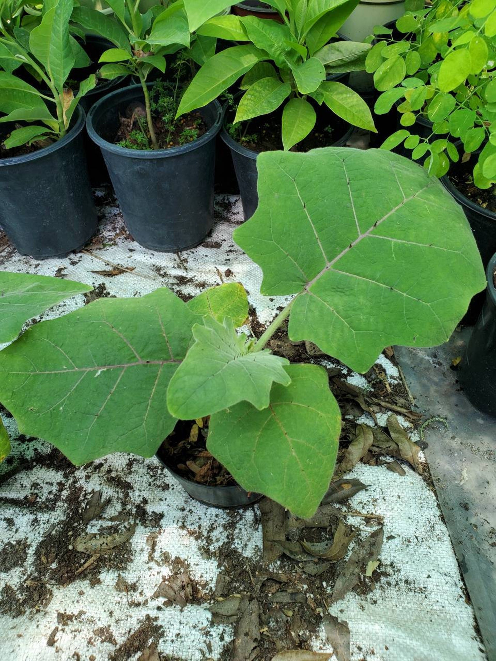 Hairy Fruited Eggplant Plant Etsy