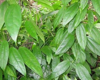 Bai Rang Jeud, Thunbergia laurifolia, the laurel clockvine or blue trumpet vine. Fresh leaves