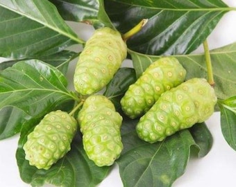 Start Up Noni Plant, Great Morinda, Indian Mulberry, Beach Mulberry, Cheese Fruit, We donot ship to CA