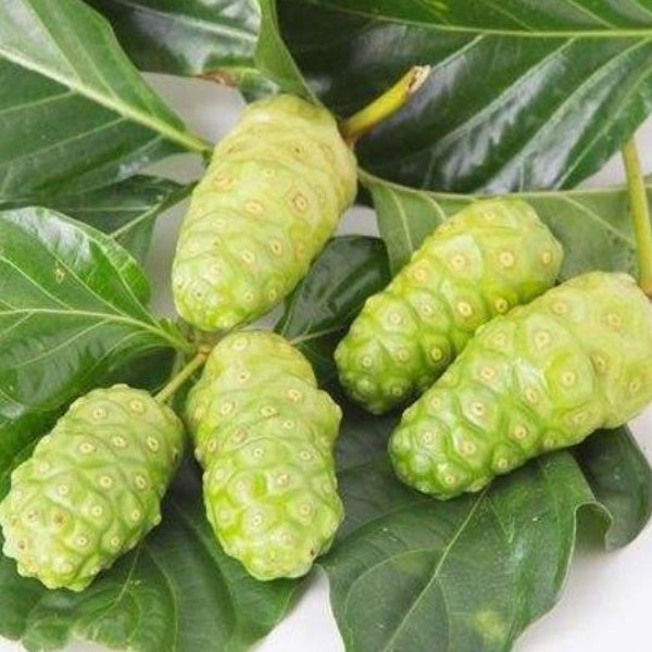 Noni Plant, Great Morinda, Indian Mulberry, Beach Mulberry, Cheese Fruit, We donot ship to CA