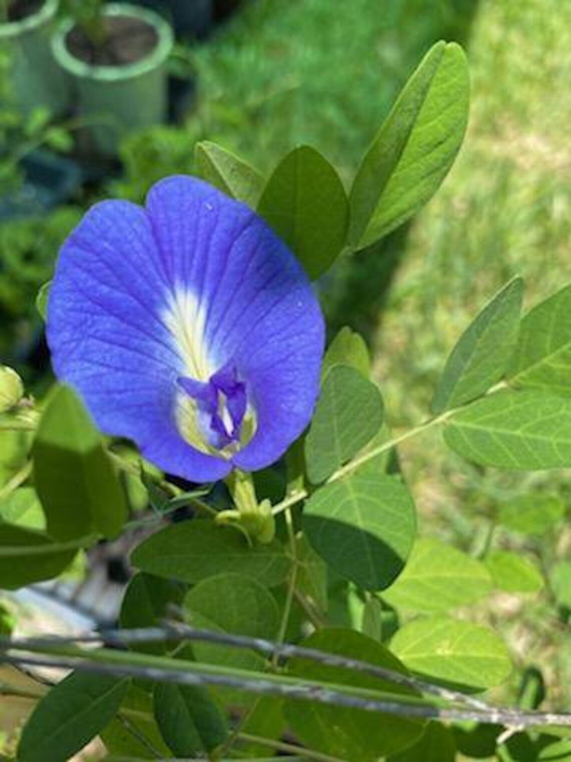 Butterfly pea plant We donot ship to CA Etsy