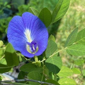 Butterfly pea plant, We donot ship to CA