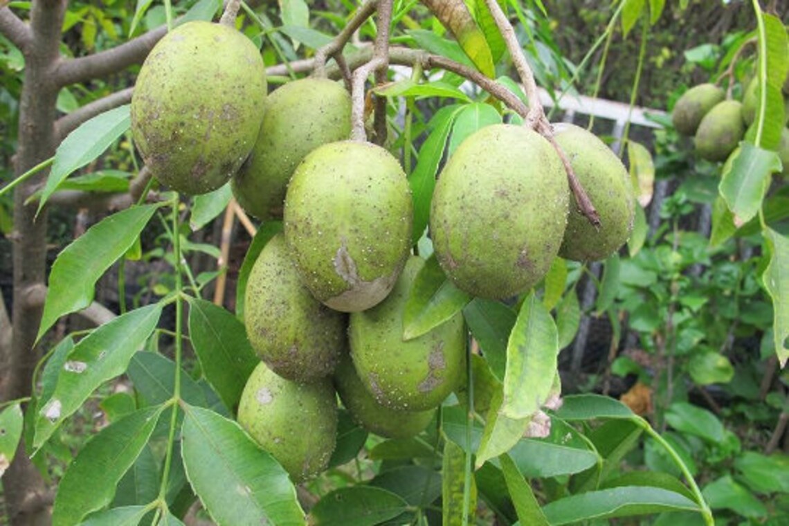 June Plum Plant June Plum Makok Spondias Pinnata Amberella Etsy