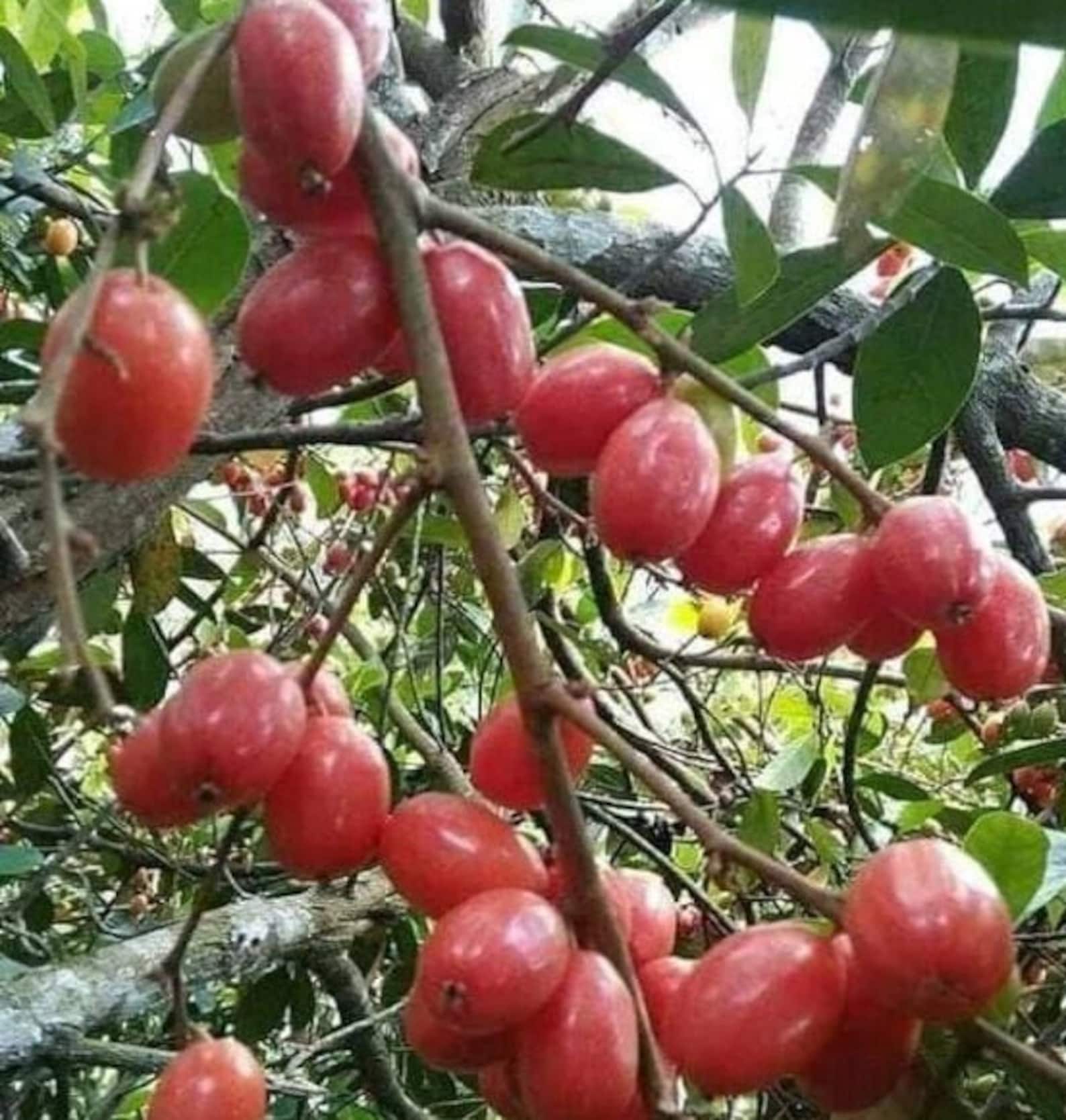 Elaeagnus Latifolia Plant Bastard Oleaster Sohsang. We Ship Etsy