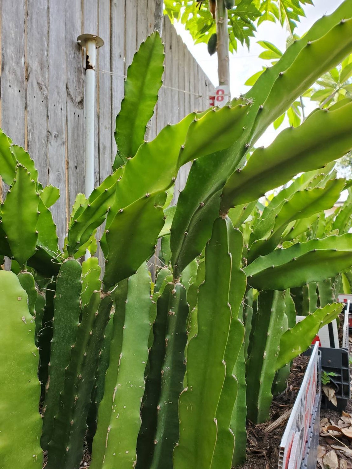 Rooted White Dragon Fruit Plant We Donot Ship to CA Etsy