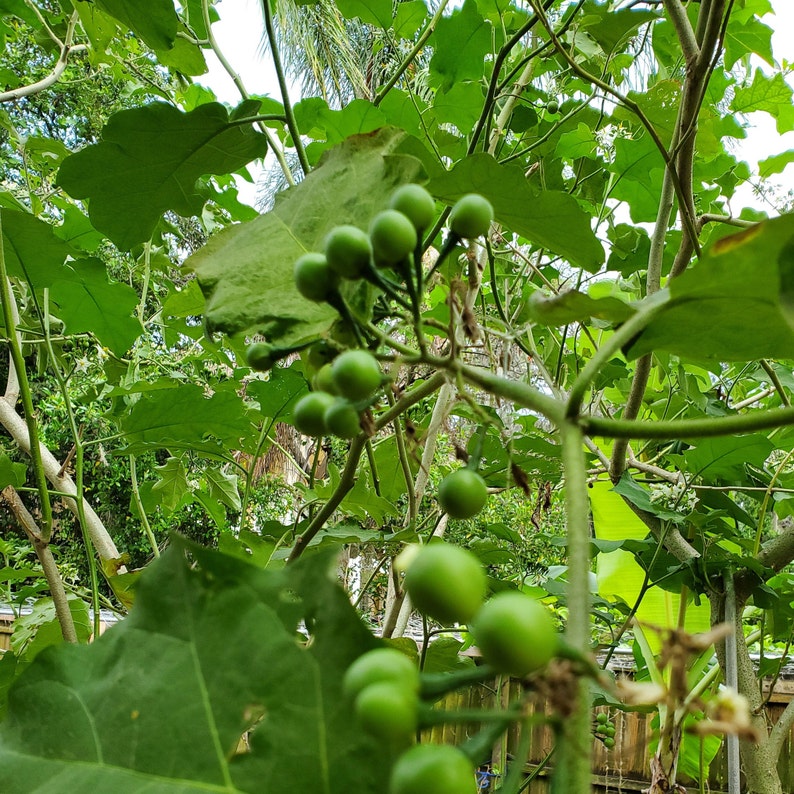 Fresh Thai Pea Eggplant Turkey Berry Pea Eggplant Etsy