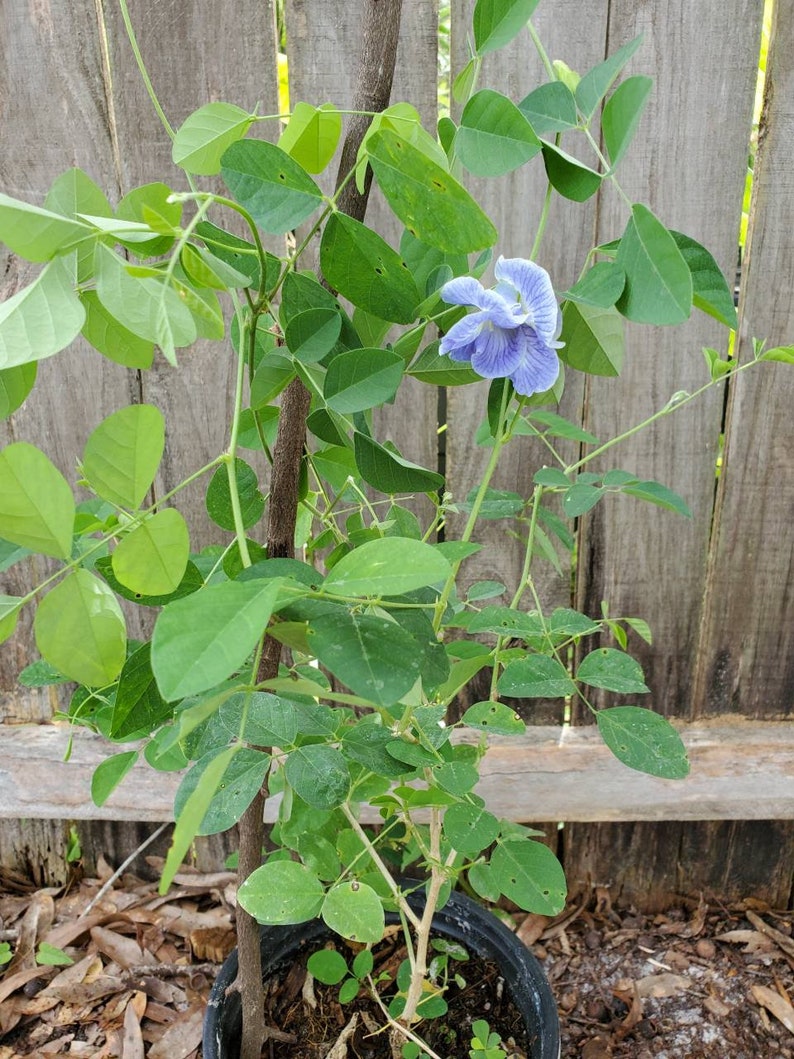 Blue color Butterfly pea plant We donot ship to CA Etsy