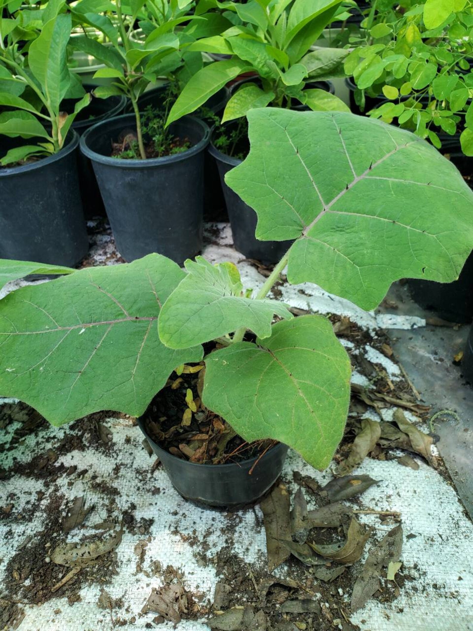 Hairy Fruited Eggplant Plant Etsy
