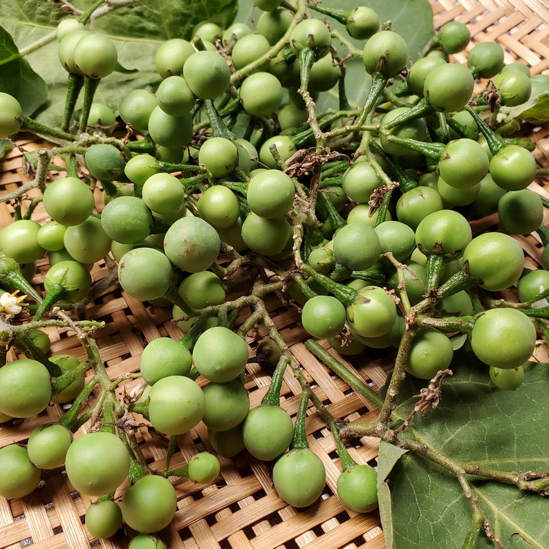 Fresh Thai Pea Eggplant Turkey Berry Pea Eggplant Etsy