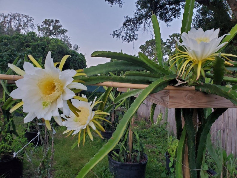 Rooted White Dragon Fruit Plant We Donot Ship to CA Etsy