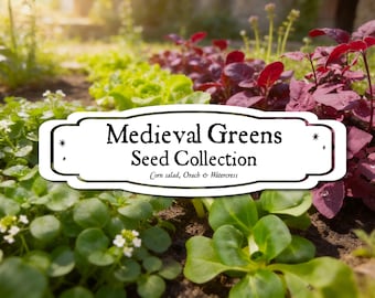 May include: A white rectangular label with decorative edges featuring the black text Medieval Greens Seed Collection and Corn salad, Orach & Watercress, positioned over a garden bed with green and purple leafy plants and small white flowers.