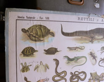 Antique school chart 1930 Reptiles and Amphibians, vintage animal school charts, Antique scientific zoological school chart