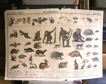 Antique school chart 1930 Mammals, vintage animal school charts, Antique scientific zoological school chart, vintage wall decor