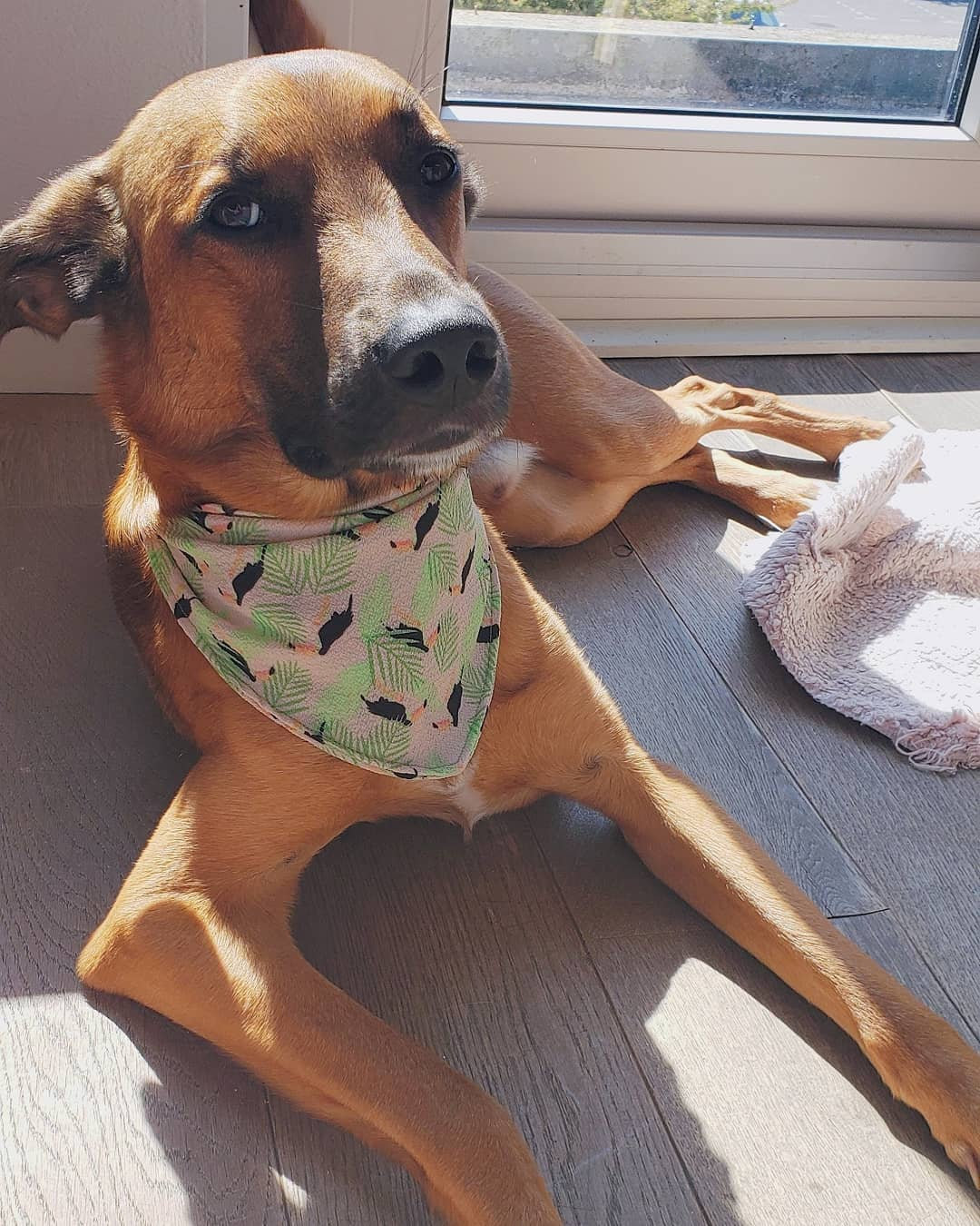 Bandana for Dogs and Cats Etsy