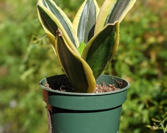 May include: A small potted snake plant with green and yellow striped leaves. The plant is in a green plastic pot.