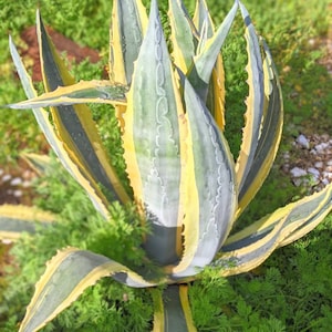 Agave Americana Variegata American Century Plant Agave Variegated Cactus - Mother Plant from Santa Barbara