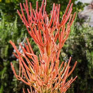 Puede incluir: Primer plano de una planta suculenta ramificada de color rojo brillante con tallos delgados y erectos. La planta está enfocada, mientras que el fondo está desenfocado.