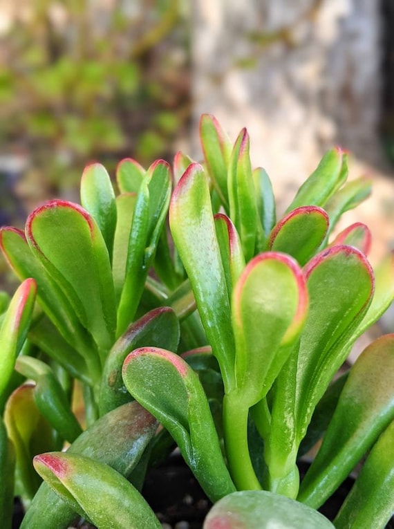 Crassula Ovata gollum Red Coral Variegated Variegata Succulent Cutting  Clipping - Etsy