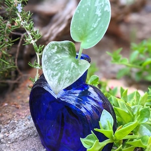 Puede incluir: Un pequeño jarrón de vidrio azul cobalto en forma de corazón con una sola planta verde con variegación plateada.