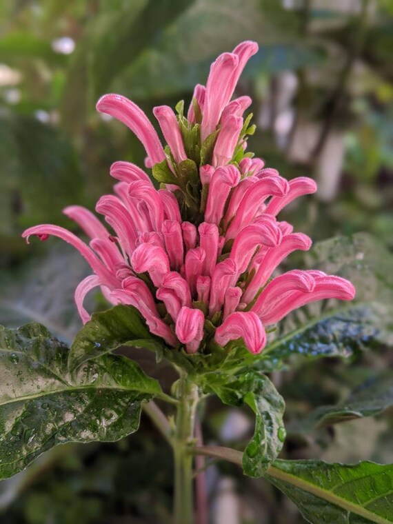 RARE Pink Brazilian Plume ROOTED Cutting Clipping Perennial Hummingbird  Flower Justicia Jacobinia Carnea Plant Shade Outdoor Jungle Garden