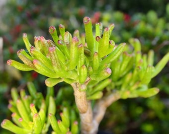 Crassula Ovata Lady Finger Variegated Variegata Succulent Cutting Clipping