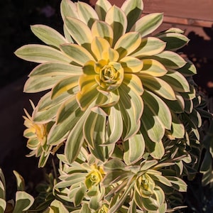 May include: A close-up of a succulent plant with green and yellow striped leaves. The plant has multiple rosettes, each with a central cluster of smaller leaves.