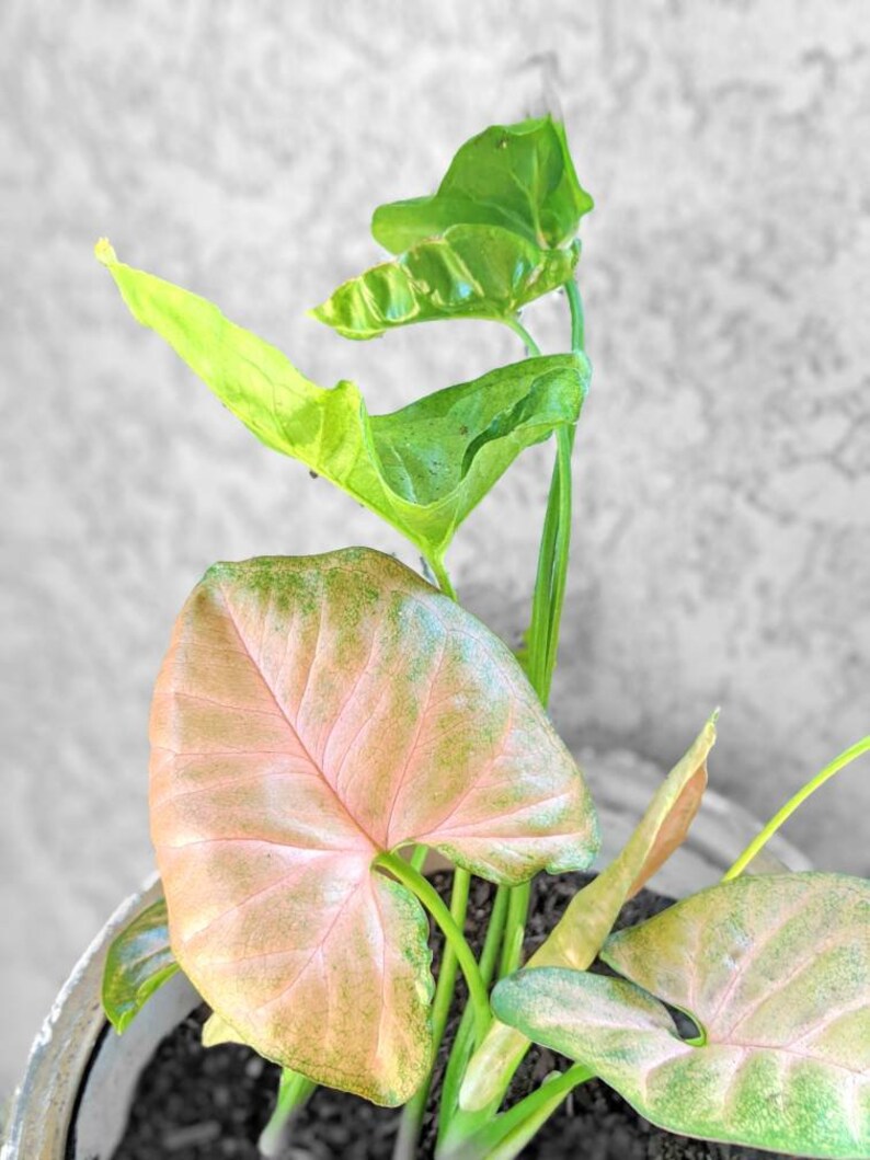 Pink Arrowhead Ivy Allusion Syngonium Podophyllum