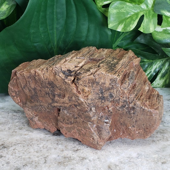 Petrified Wood Aquarium Decor High Quality Raw Large 6 Etsy