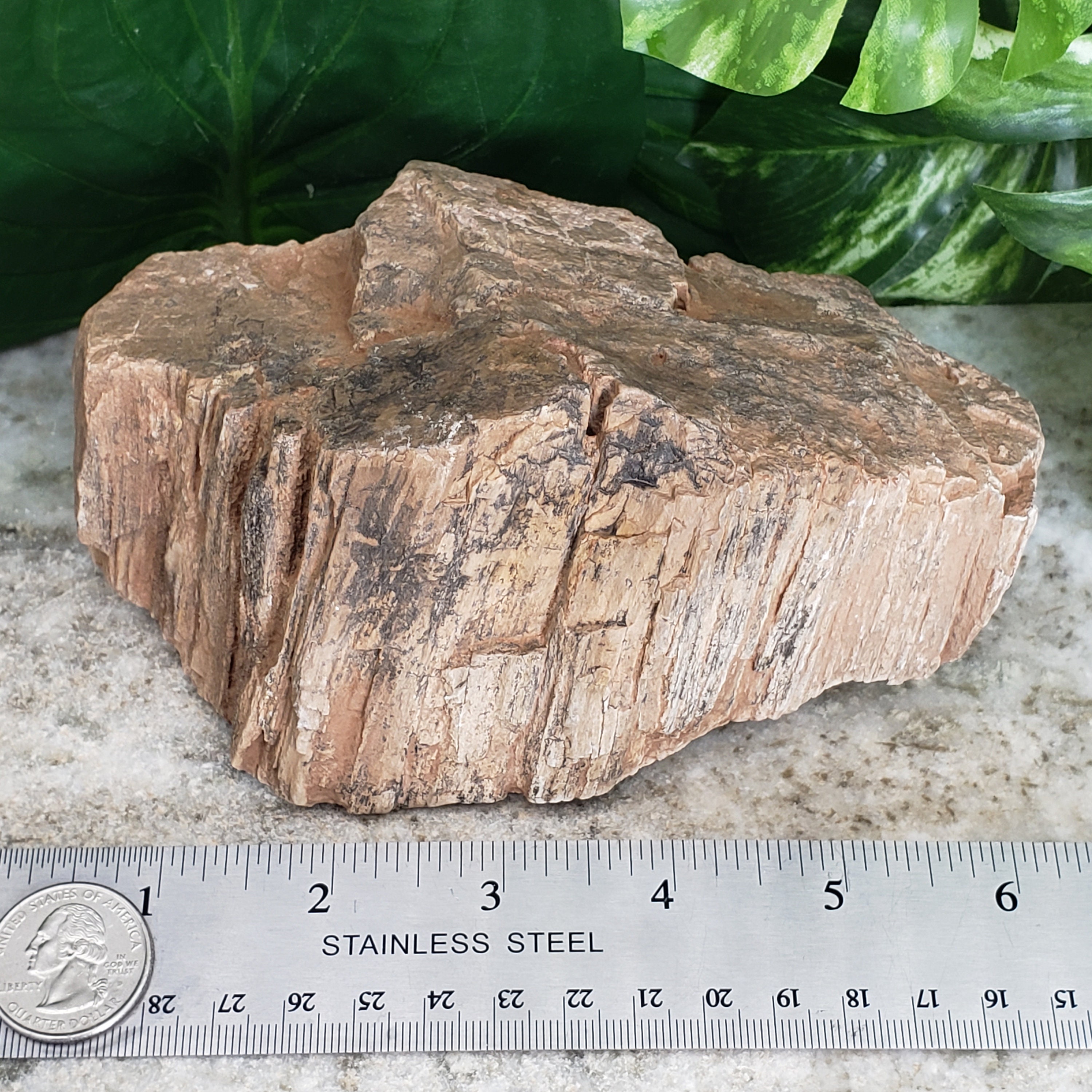 Petrified Wood Aquarium Decor High Quality Raw Large 6 Etsy