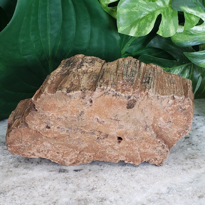 Petrified Wood Aquarium Decor High Quality Raw Large 6 Etsy
