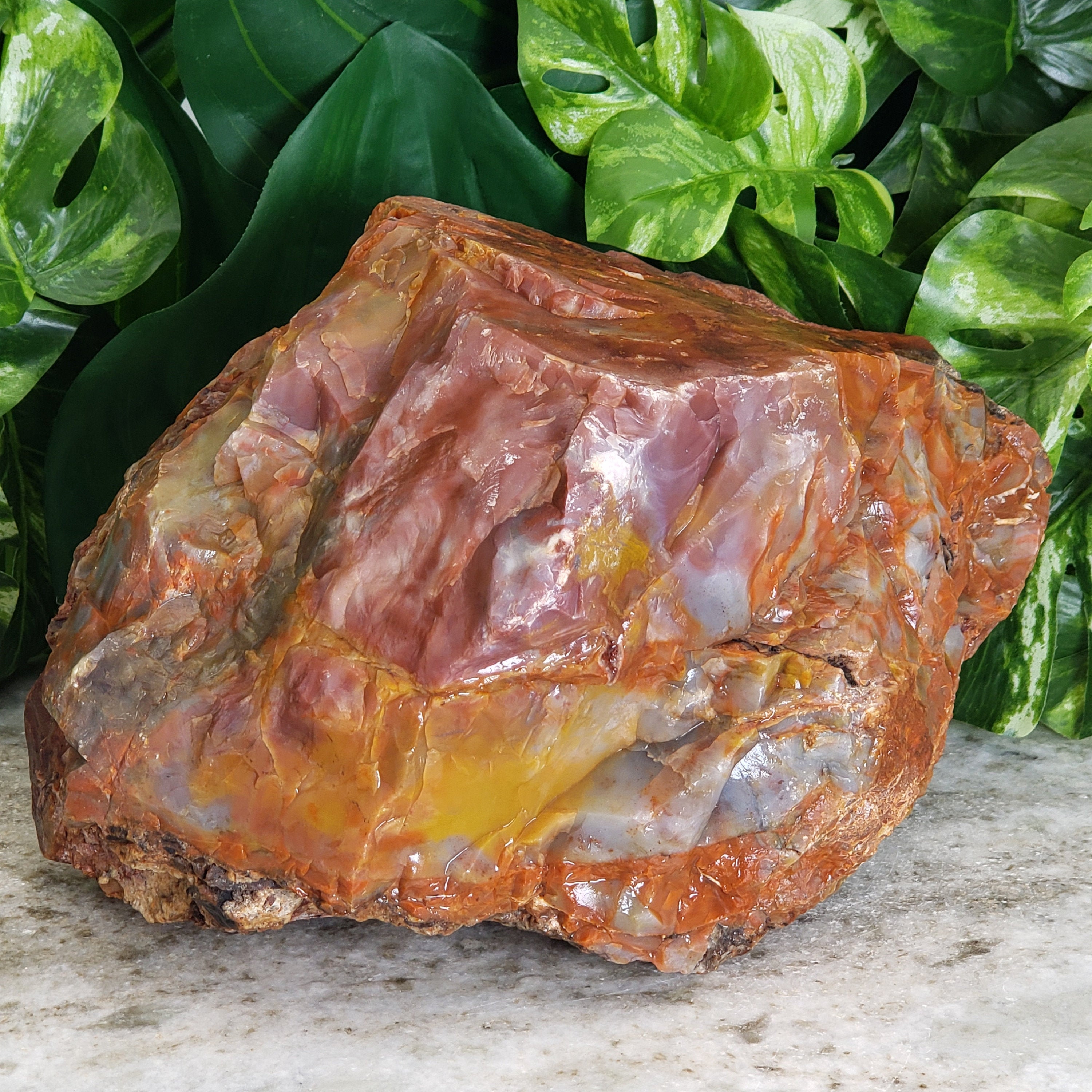 Petrified Wood Log With Agate. Rainbow Raw Rough High Quality