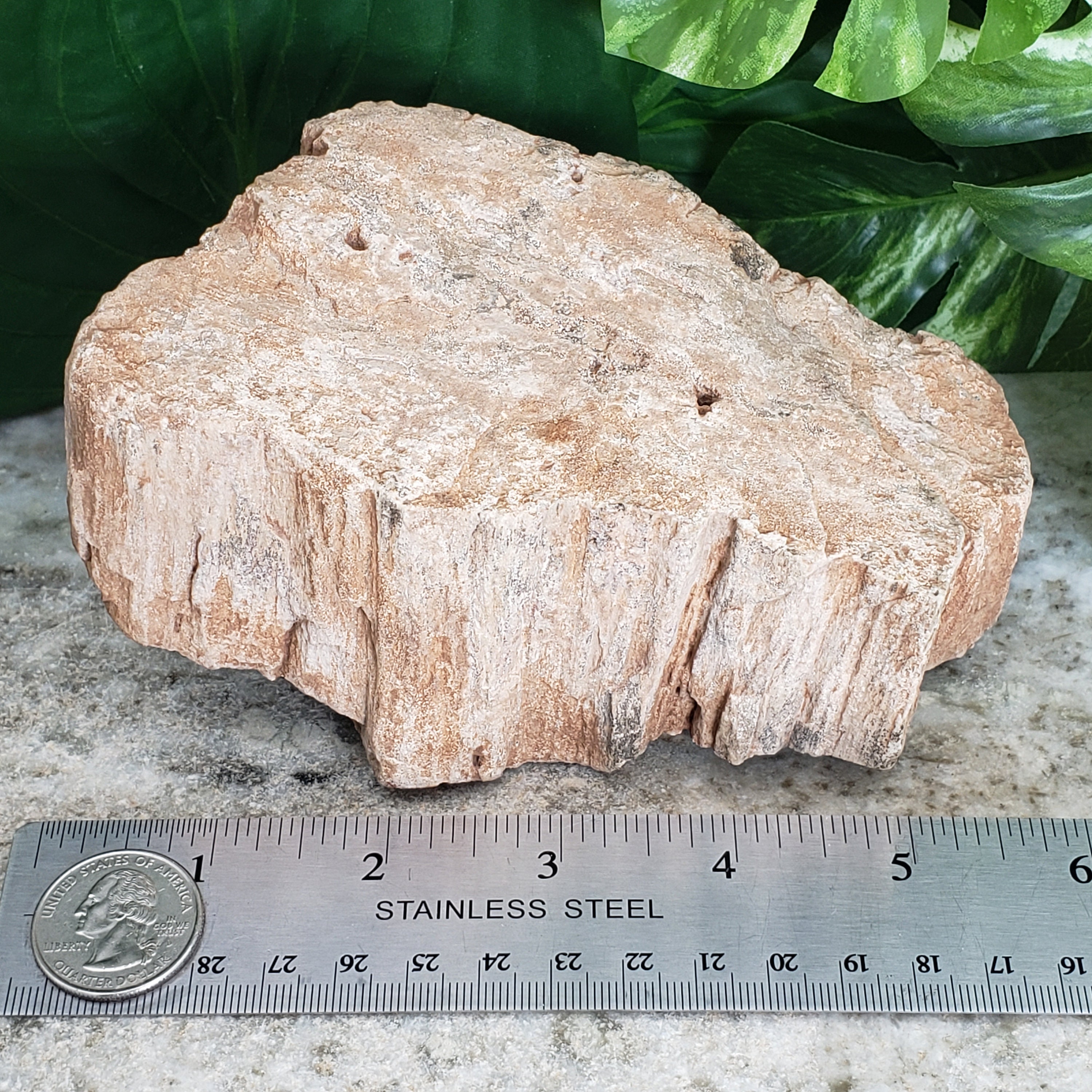 Petrified Wood Aquarium Decor High Quality Raw Large 6 Etsy