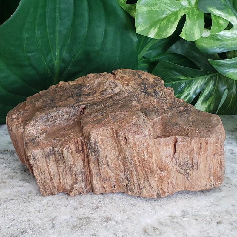 Petrified Wood Aquarium Decor High Quality Raw Large 6 Etsy