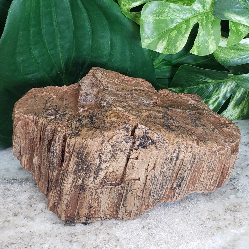 Petrified Wood Aquarium Decor High Quality Raw Large 6 Etsy