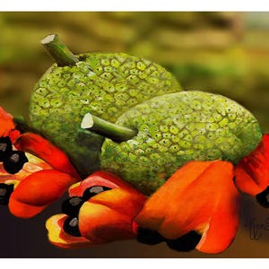 5 Graines D'Ackee Rouge - Fruits Exotiques Pour Bonsaï Facile à Cultiver - 4