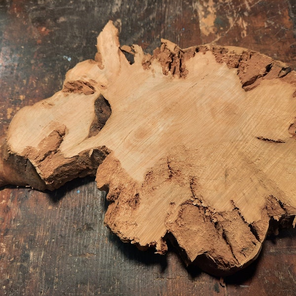 Tree disc root wood Thuja - approx. 25 x 17 x 4 cm - surface saw cut