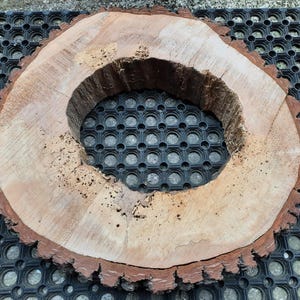 Könnte beinhalten: Ein kreisförmiger Querschnitt eines Baumstamms mit einem großen, ovalen Loch in der Mitte. Das Holz ist hellbraun mit einem dunkleren, rotbraunen Rindenrand. Es liegt auf einer schwarzen, strukturierten Oberfläche. Durchmesser ca. 30 cm.